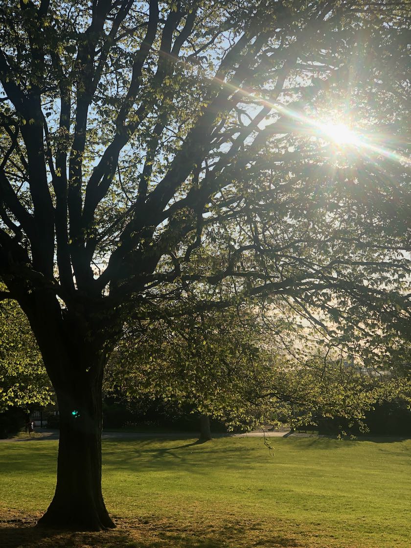 Tree in Spring with sun shining through