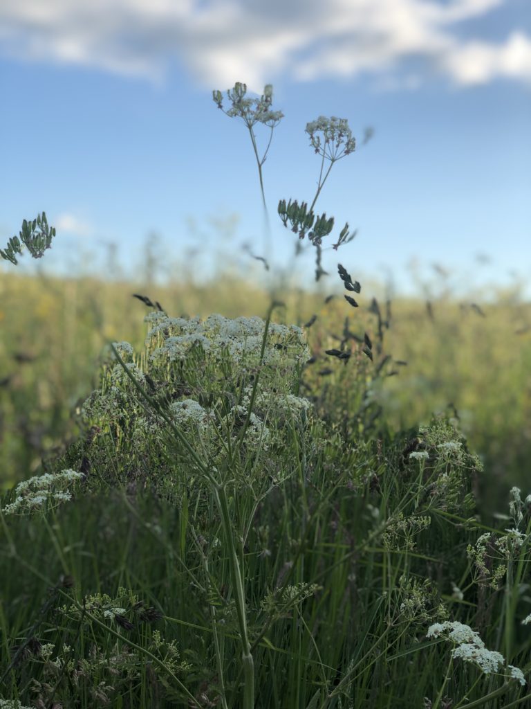 Picture of a flower in a field, blue sky, some cloud