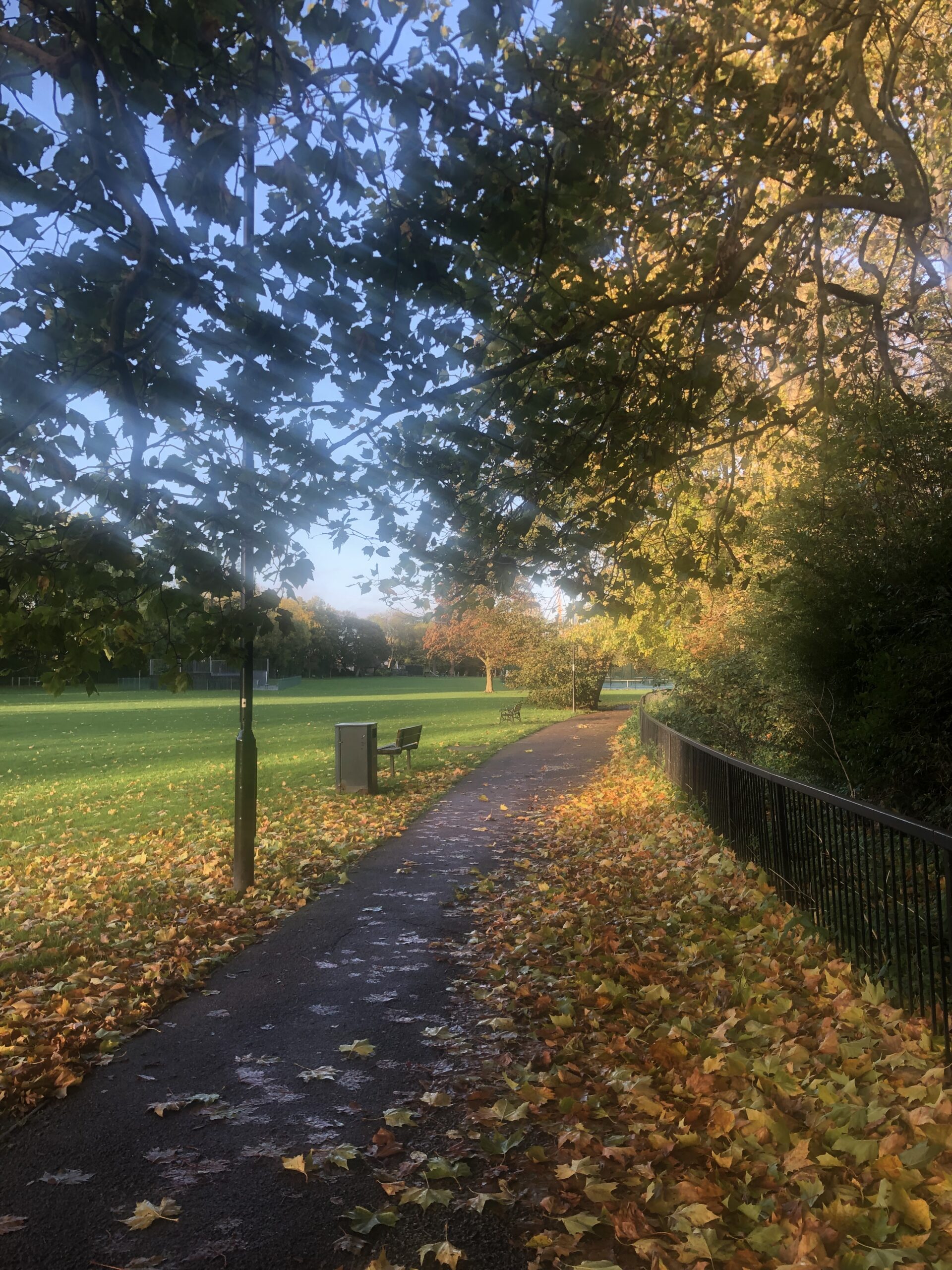 Coloured leaves on the ground by a path, with a tree and blue sky