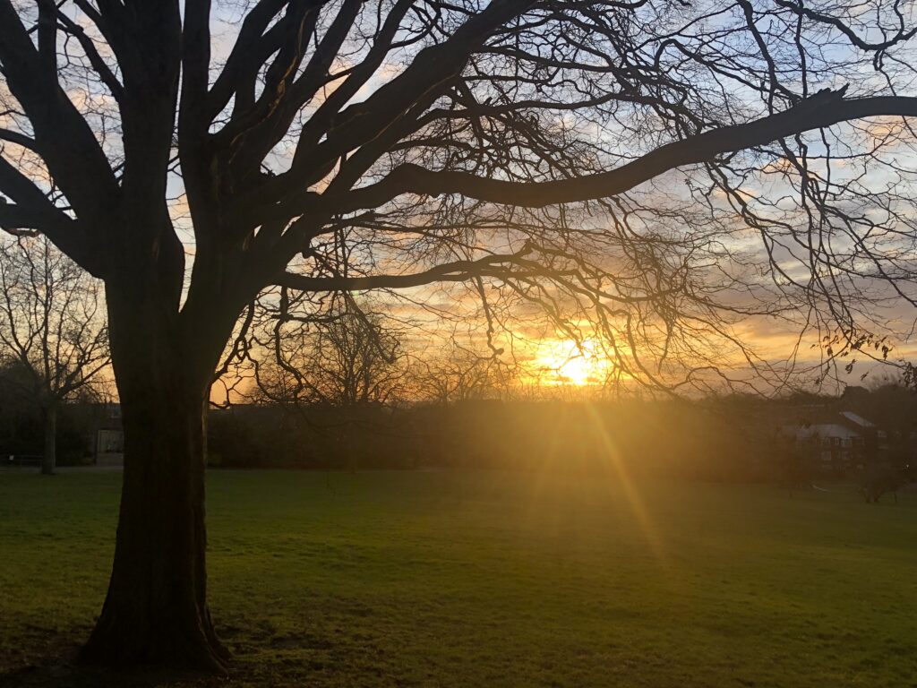 A Winter sunrise and a bare tree