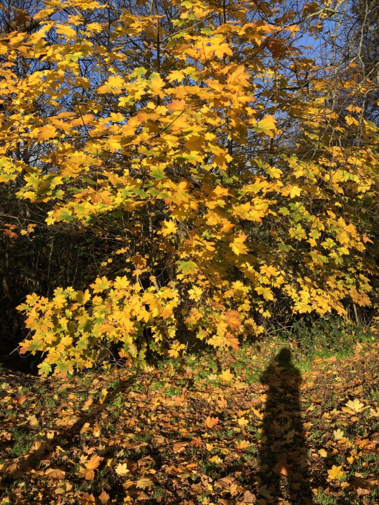 Golden autumn leaves on a sunny day  The long shadow of the photographer is visible