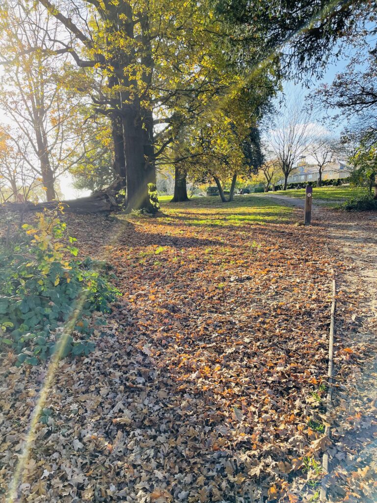 Autumn leaves on a path and tree in the background