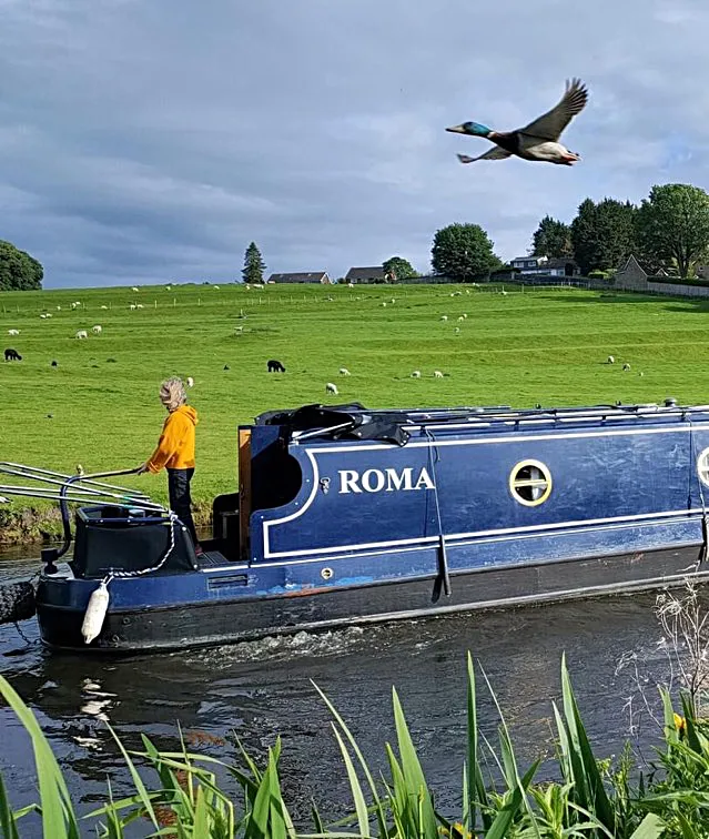 Women reversing her canal boat with Mallard flying overhead