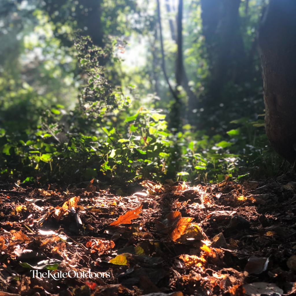 Autumn leaves on woodland floor against backdrop of green trees, light shining through