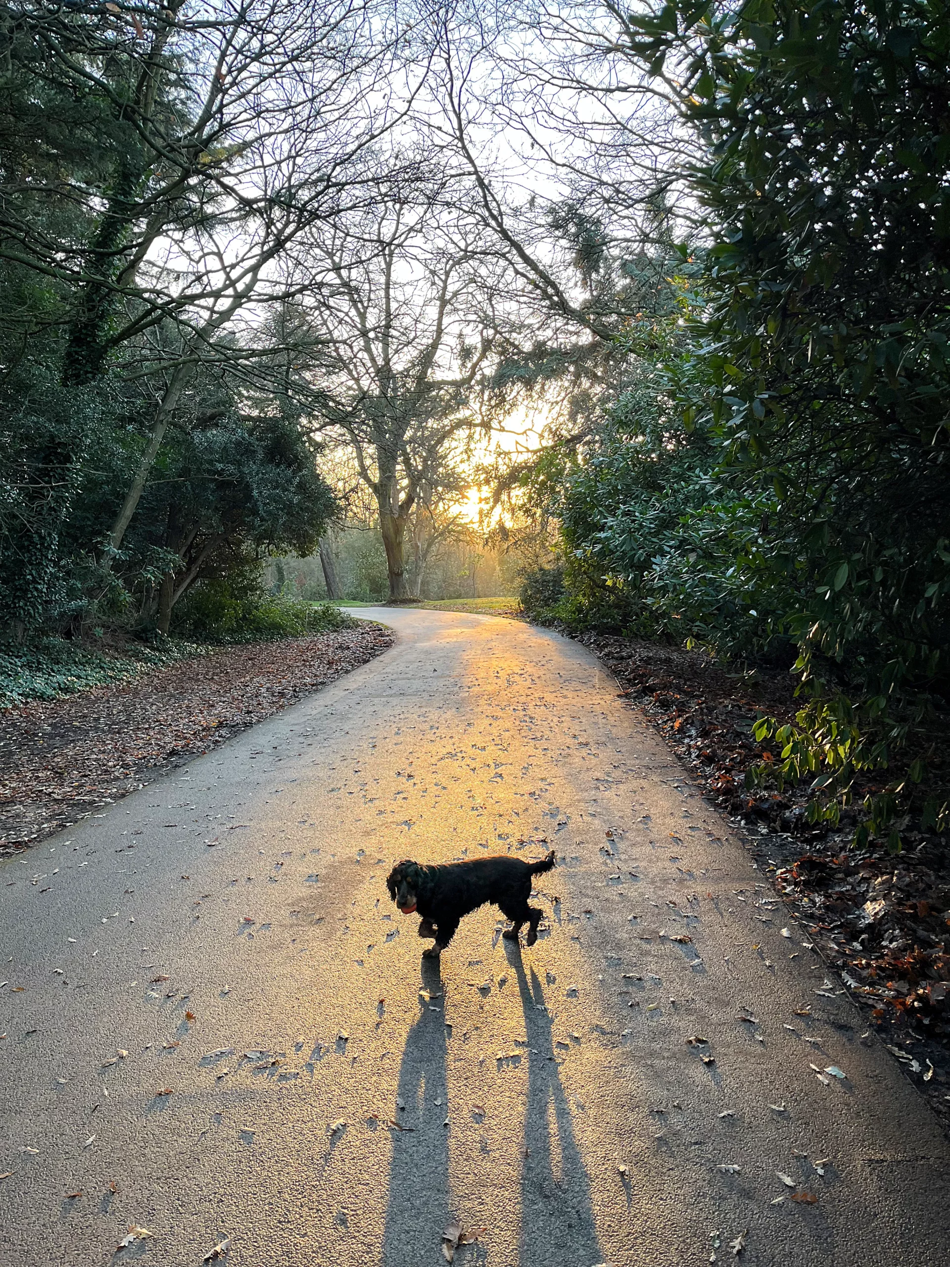 Sunrise shining on a path in winter with dog in the middle