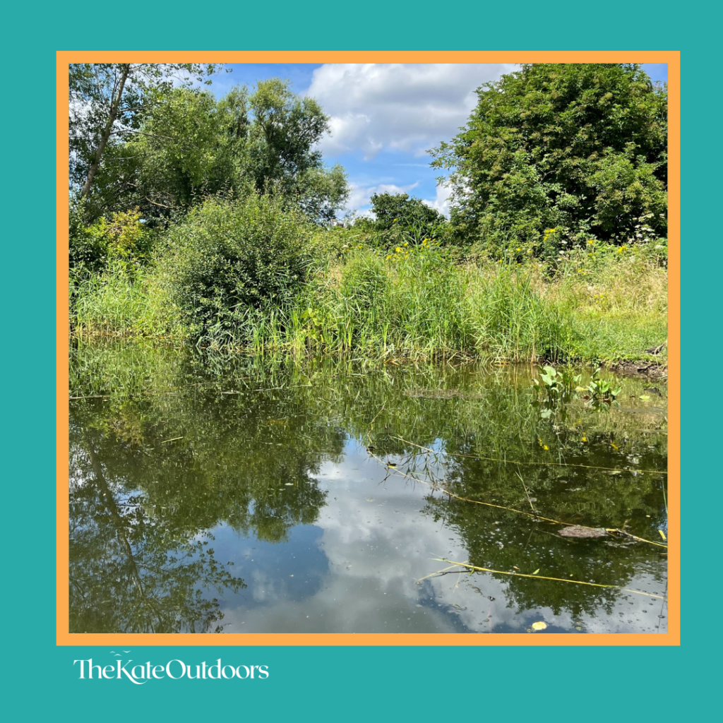 The wildlife pond by River Linear and River Pool in SE6