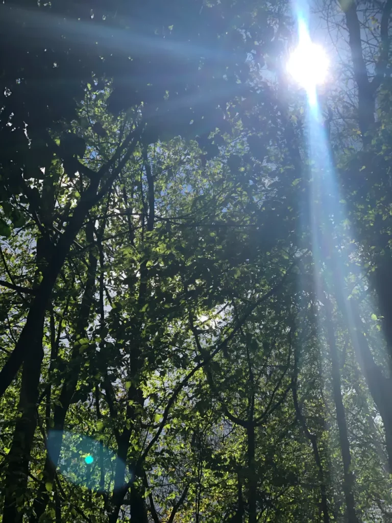 sun shining through trees