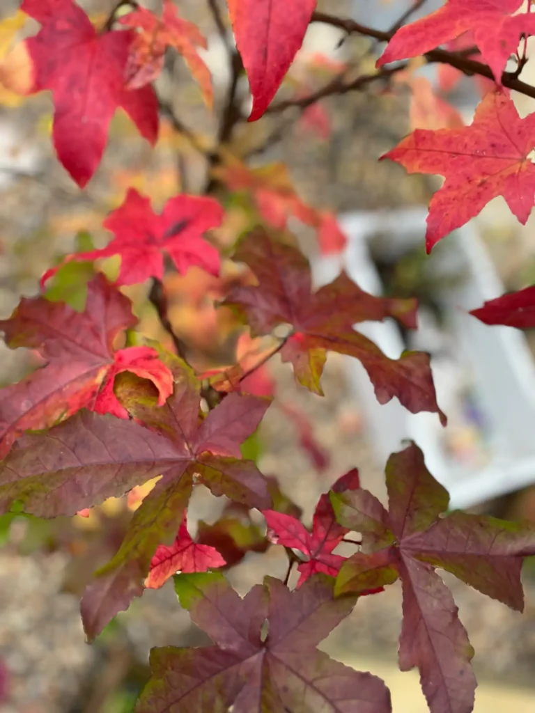 Red autumnal leaves