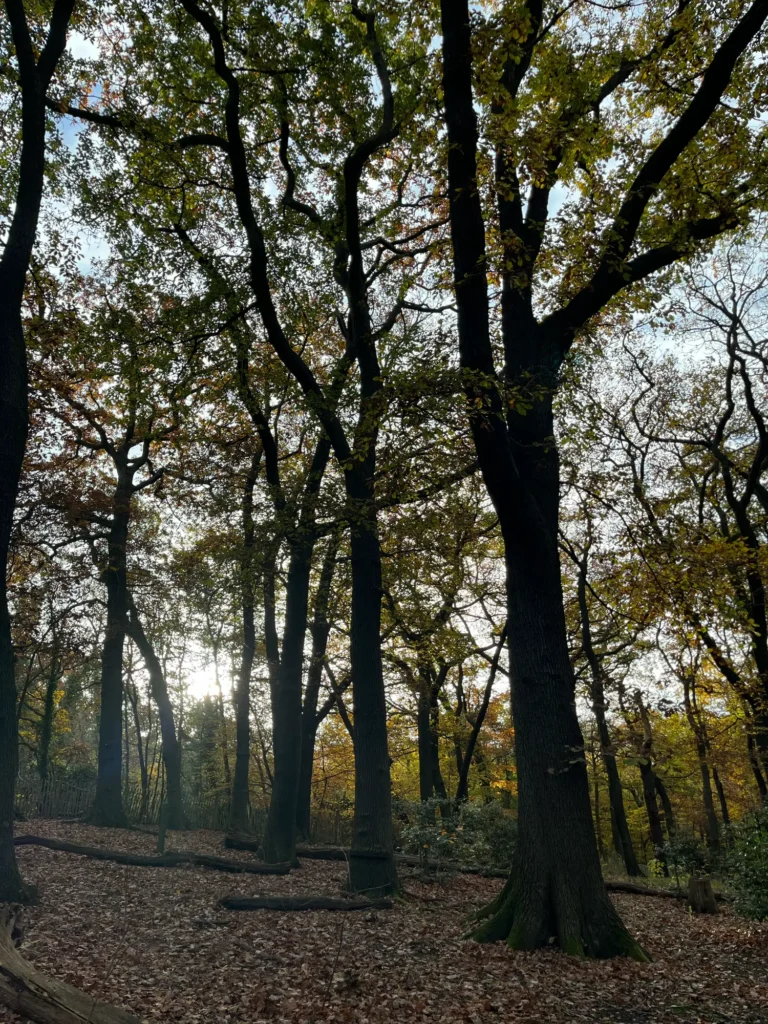 Trees in a wood with faint autumnal sunlight shining through