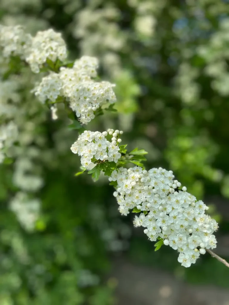 Hawthorn Blossom, white clusters of flowers