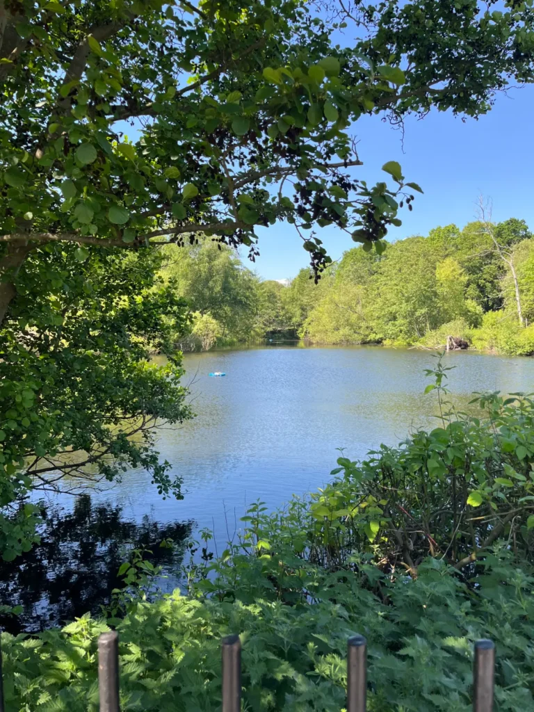 A calm lake surrounded by trees and greenery