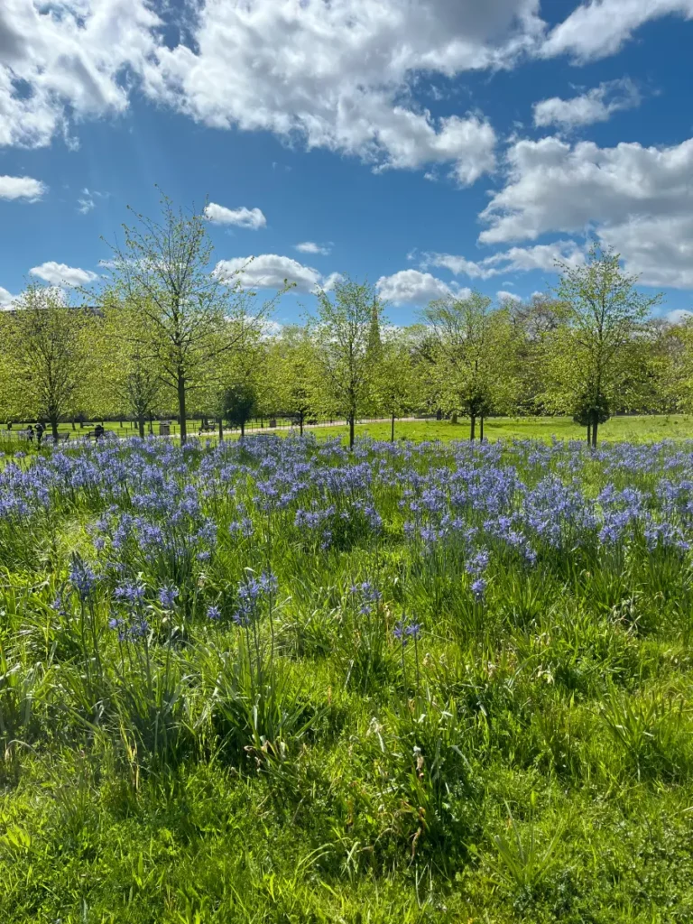 Nature image